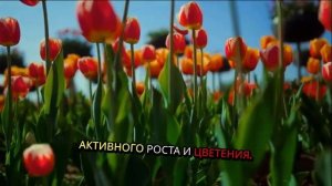 Фрезия: посадка и уход за цветком.