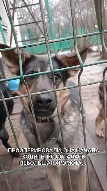 Приют "Домашний":"Выбери меня"Алисе очень нужна семья! смотреть онлайн