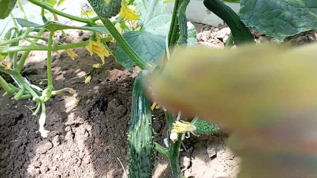 удобряю огурцы-вношу гранулированный куриный помëт и