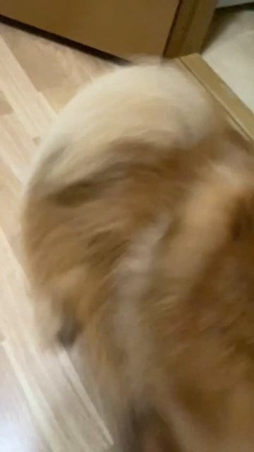 Мама пытается забрать у меня шлейку но я так просто свое не отдаю шпиц spitz pomeranian