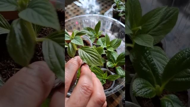 Как обрастают корневой ,побеги метельчатых гортензий смотреть онлайн