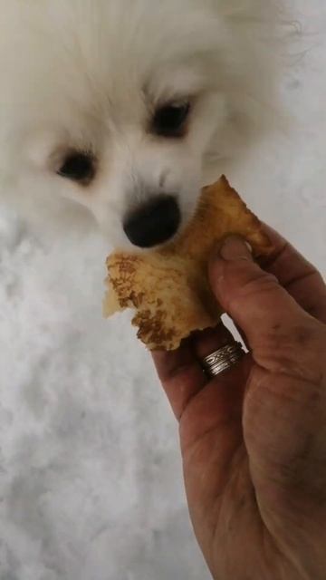 шпиц#пикник#поход#блины#масленица# смотреть онлайн