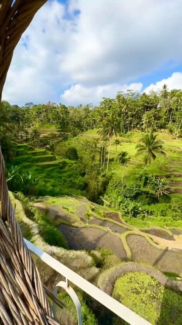 Рисовые поля на Бали ,Убуд. #бали #bali #балиубуд#убуд#рис? смотреть онлайн