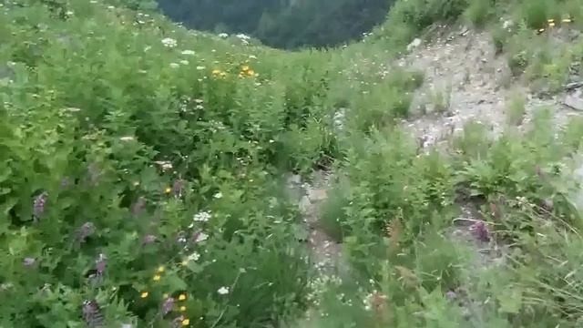 Назад в лагерь смотреть онлайн