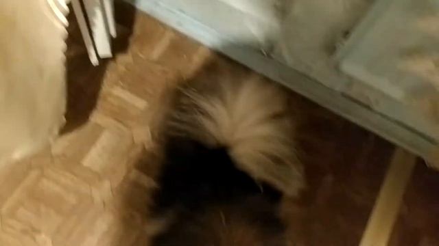 Как шпицы растят шёрстку