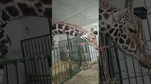 Ставропольский цирк. Красавец  Жираф.