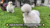 Идеальное птицеводство достойно восхищения 🐓🦆🦢🦚🦃🐔 эпизод (179)