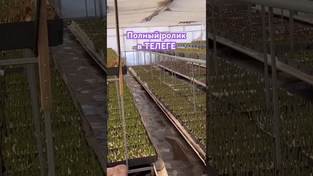 14 января . Рабочие моменты. Выращивание тюльпанов к 8 м? смотреть онлайн