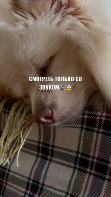 Бакси сверлит 😴 #собака #собаки #шпиц смотреть онлайн