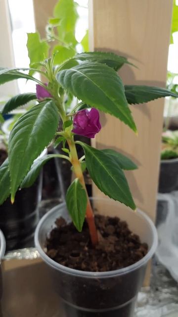 Бальзамин из семян, первое цветение 😍 #деревня #расс? смотреть онлайн