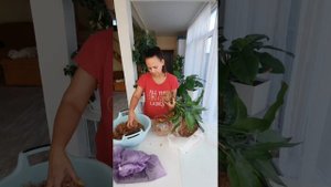 Выращивание домашних цветов во мхе. @Sphagnum_Eco