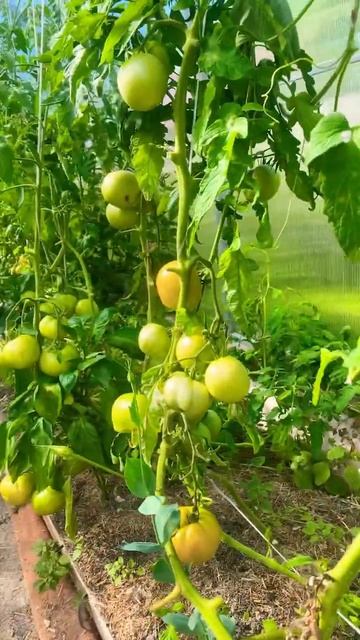 Томаты)начали зреть, перестала поливать #томаты#семен? смотреть онлайн