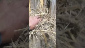 курятник из поддонов