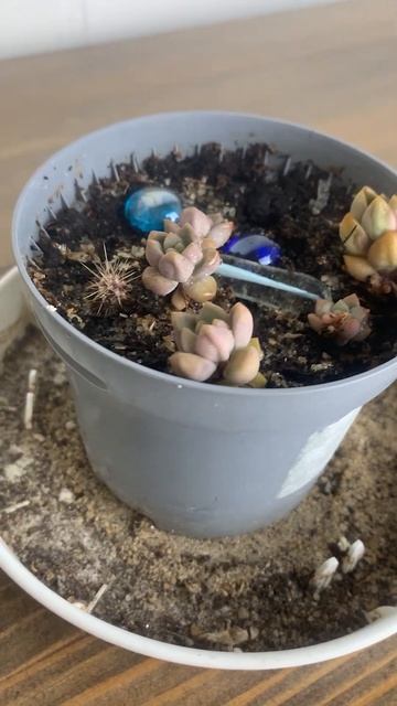 Невероятно, кактус вырос из семян  ☘ смотреть онлайн