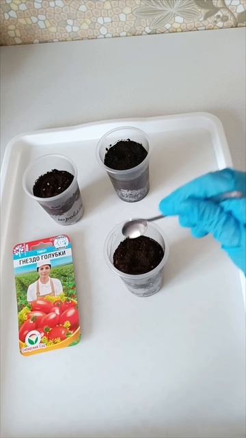 Сею горшечные томаты🍅#томаты смотреть онлайн