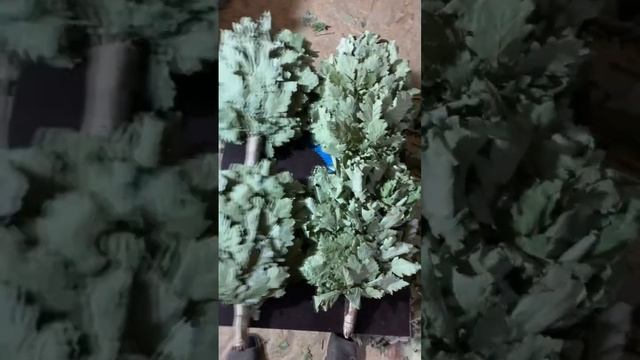 Веник для бани Кавказский Дуб Экстра Горячий Ключ 2023
