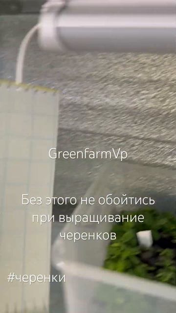 Главный секрет при доращивание черенков дома наш теле смотреть онлайн