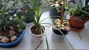 🌿Цветочный обзор на работе. 🍀Пересадка Нолины, пиле?