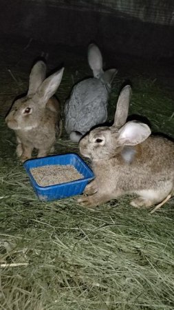 Милые ушастики