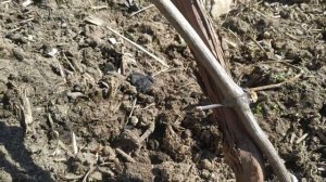 Когда раскрывать виноград весной 2025 г. Гродно. Условия