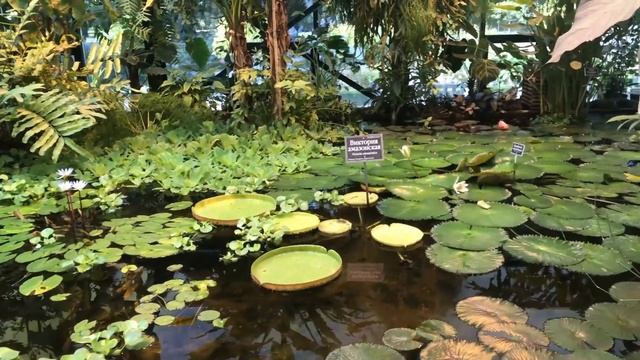 Ленивчик Сеня в "Аптекарском огороде" смотреть онлайн