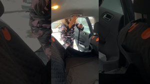 Гамак в машину для собак с жестким дном большой обзор