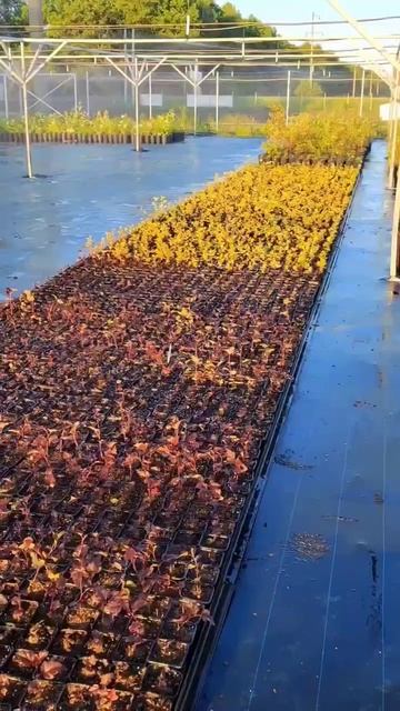 #питомникрастений#сад#дача#садоводство#опт#garden#shorts#short смотреть онлайн