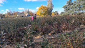 Обработка Голубики от болезней осенью?