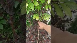 Бузина чорна Ауреа (Sambucus nigra Aurea) Формування штамба. Дер