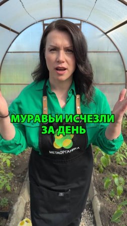 Муравьи исчезли за день — простой способ, который работает,