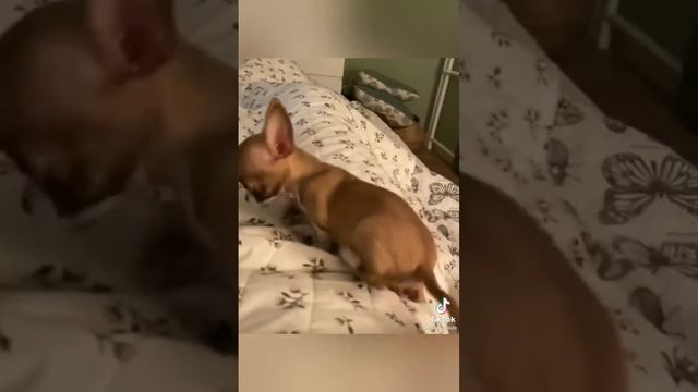 прикольные котики и приколы с ними, мир котов смотреть онлайн