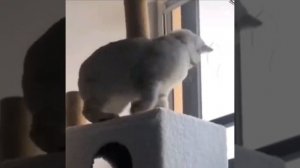 Нашёл игрушку😂