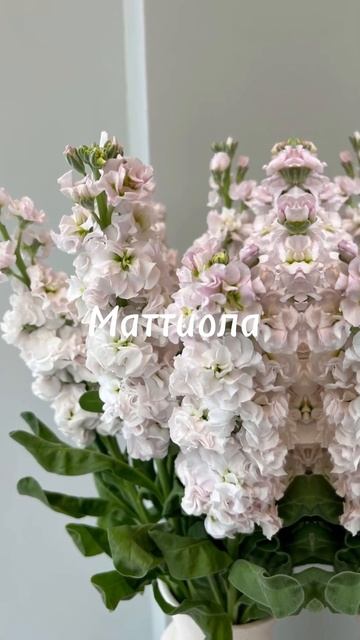 Растения привлекающие пчел 🐝 #травница #травничество смотреть онлайн