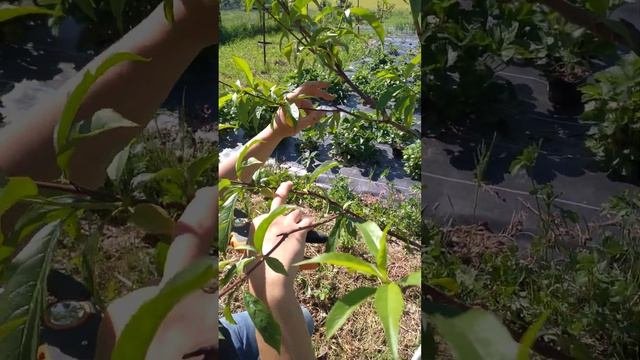 Летняя обрезка персика