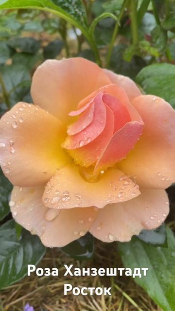 Роза Ханзештадт Росток/rose Hansestadt Rostock смотреть онлайн