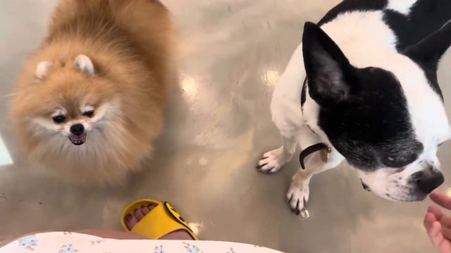 Один день в Сеуле | Гуляем с подружками по Хондэ |Кафе с собаками, escape room, боулинг | Корея вло смотреть онлайн