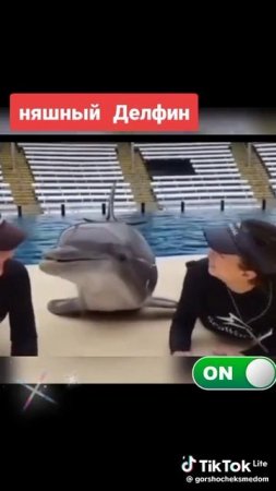 Дельфин затейник