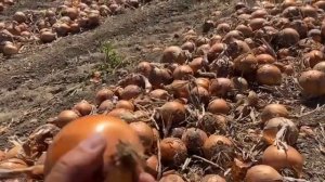 Лук Медуза F1 в Молдове 2024