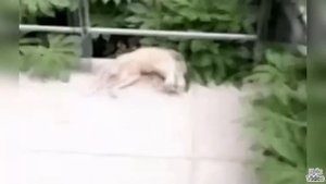 Музыканты / Лучшие приколы | Musician / Fail Compilation. Подборка Приколов #24