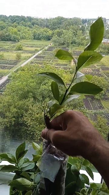 Чем привитые саженцы лучше?Как правило прививают к ди? смотреть онлайн