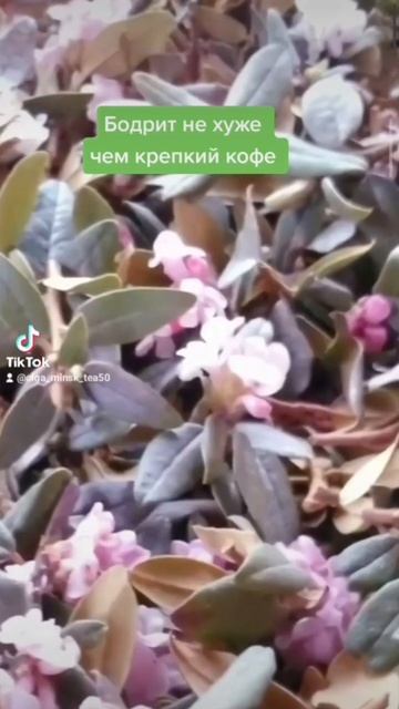 🌿 САЙГАН -ДАЙЛЯ, природный ЭНЕРГОСТИМУЛЯТОР смотреть онлайн