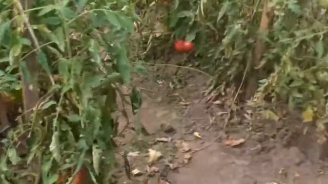 ОБЗОР УЧАСТКА В 30 СОТОК, 19 АВГУСТА,ИТОГИ ЛЕТА. смотреть онлайн