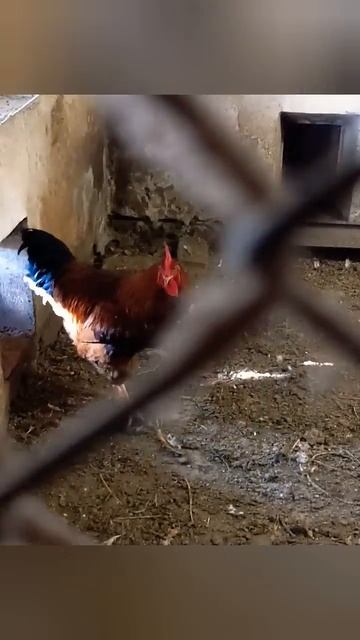 Хозяин сарая #петух #rooster #shorts смотреть онлайн