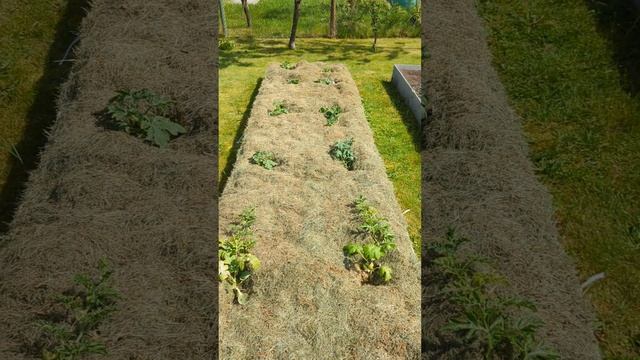 Показываю как я выращиваю арбузы в открытом грунте на смотреть онлайн