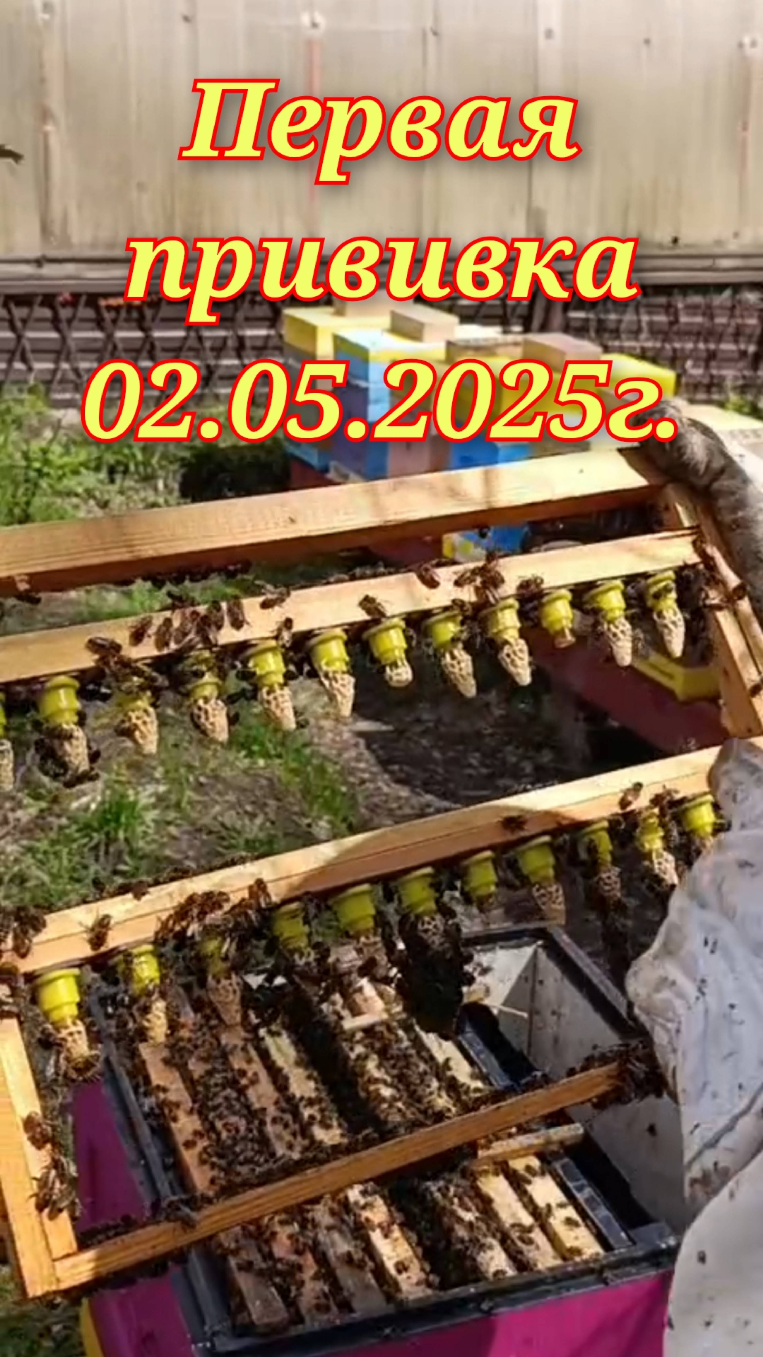 Ранний вывод маток в Сибири!!! смотреть онлайн