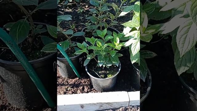 Какой размер у саженца карликовой гортензии? смотреть онлайн