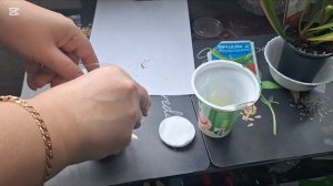 Сарацения. Стратификация семян.