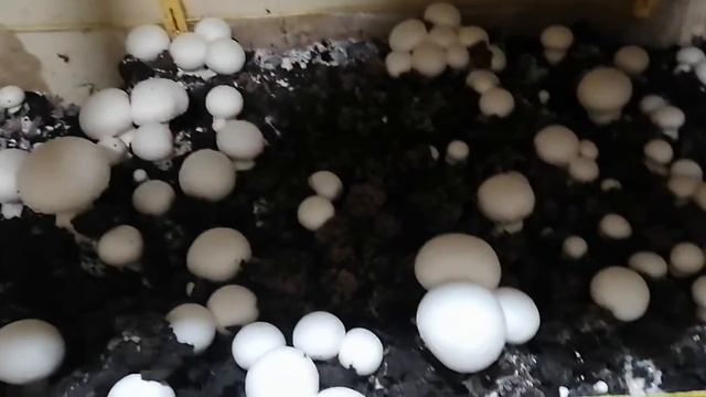 Выращивание Шампиньонов 2 08 смотреть онлайн