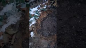 Кишмиш юпитер,  пересадка двухлетнего саженца