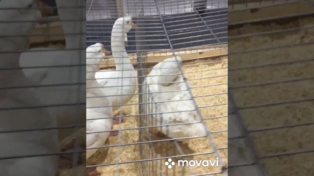 Птичник .Выставка в Тимирязев центре . 12.10.2024 г. Москва . смотреть онлайн